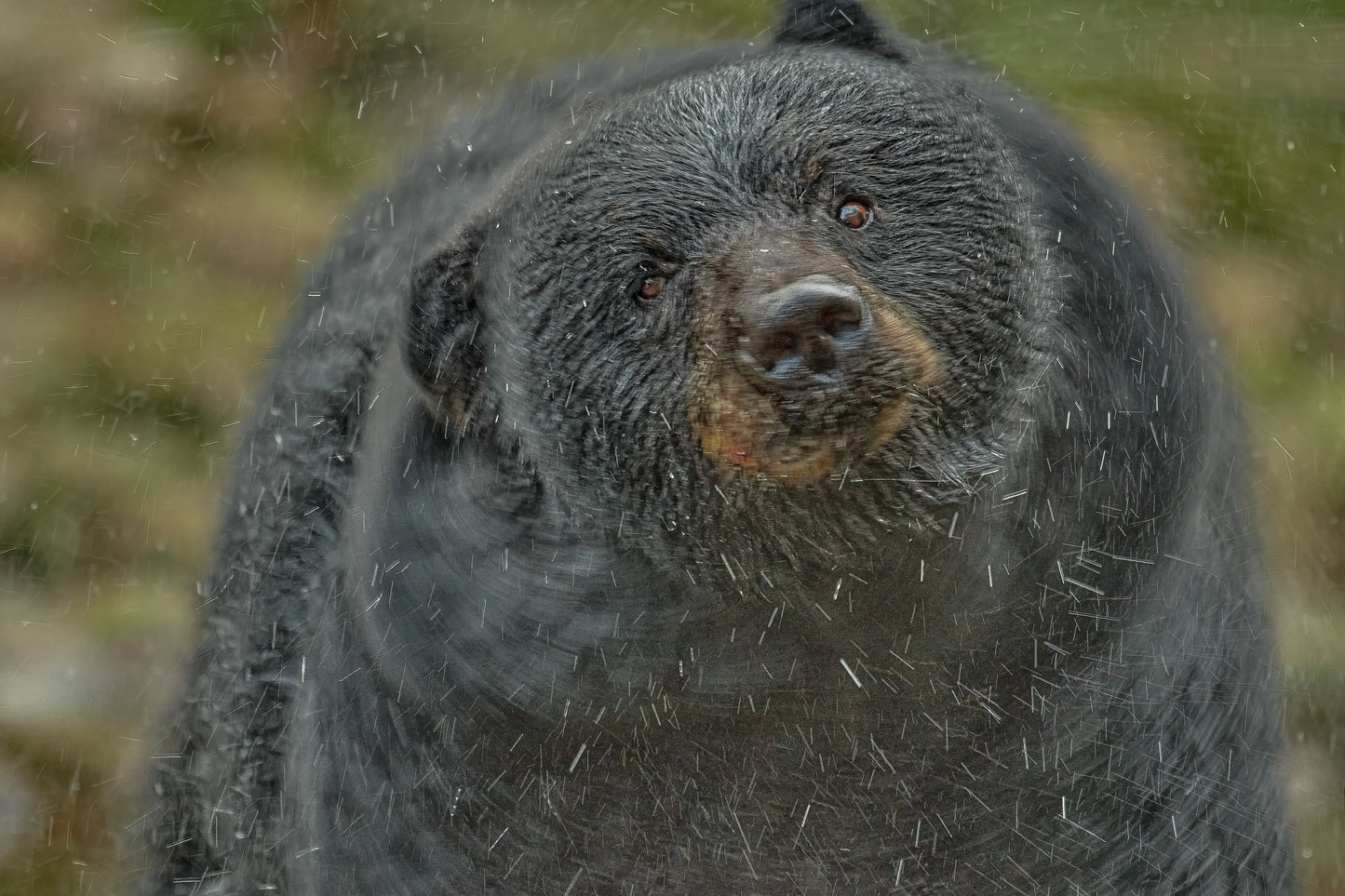 Black Bear captured in bold wildlife photography