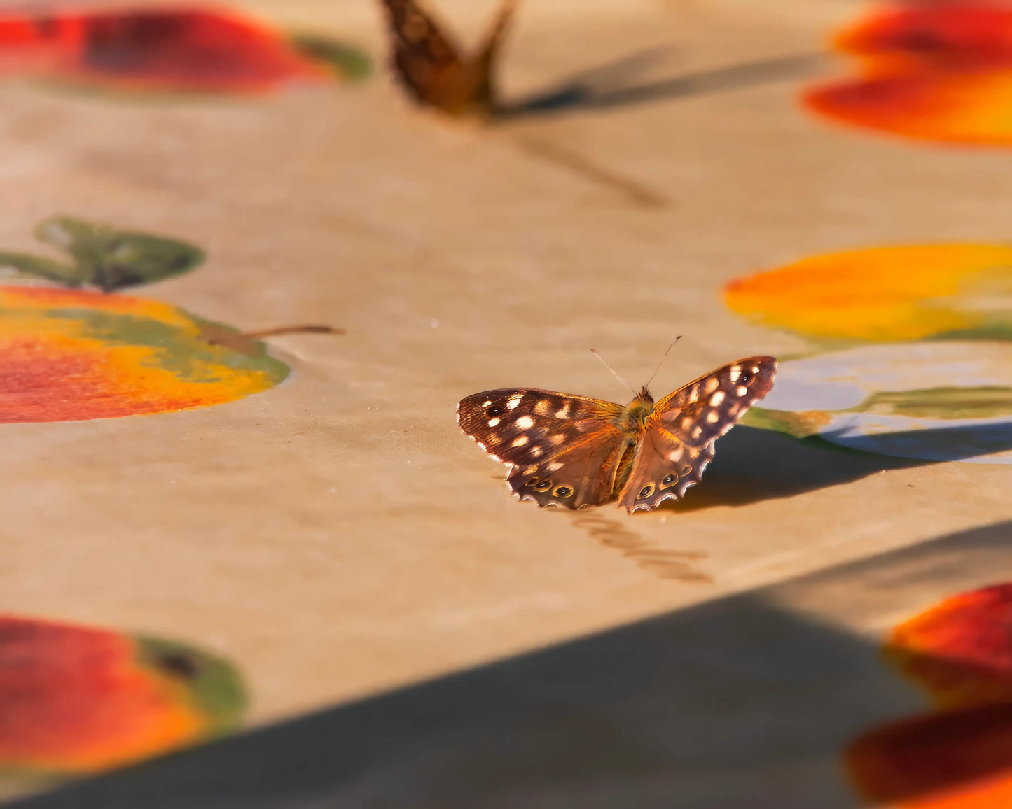 Vibrant butterflies in exquisite photography
