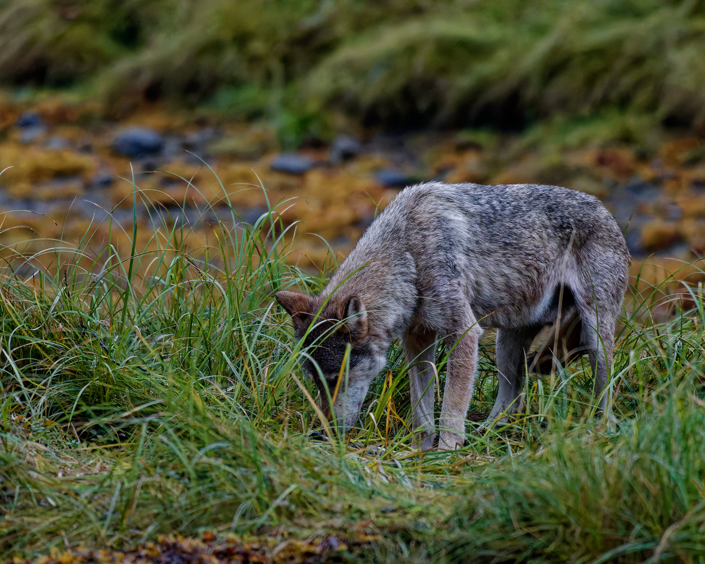 The Sea Wolves of the  Great Bear Rain Forest 7
