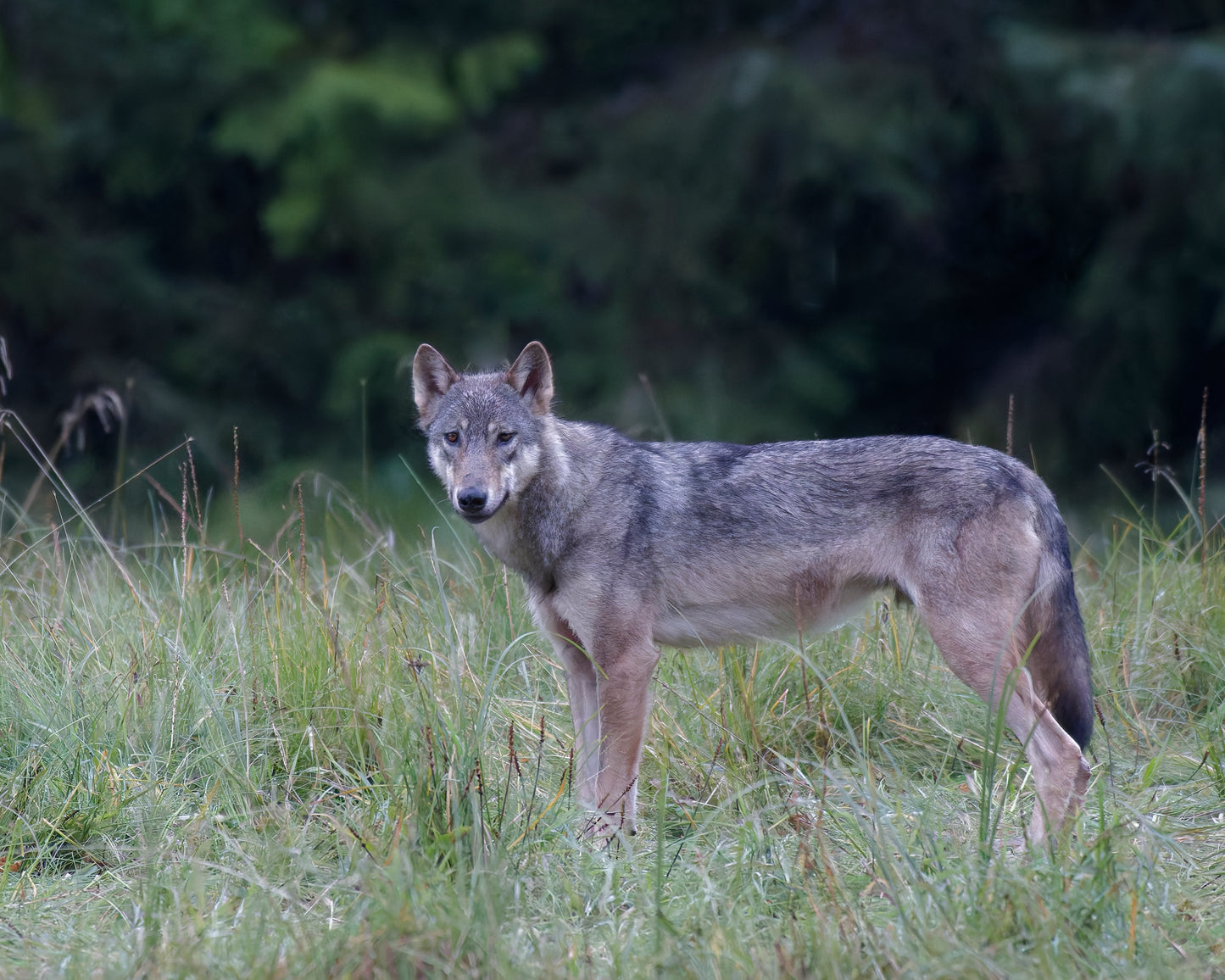 The Sea Wolves of the  Great Bear Rain Forest 8