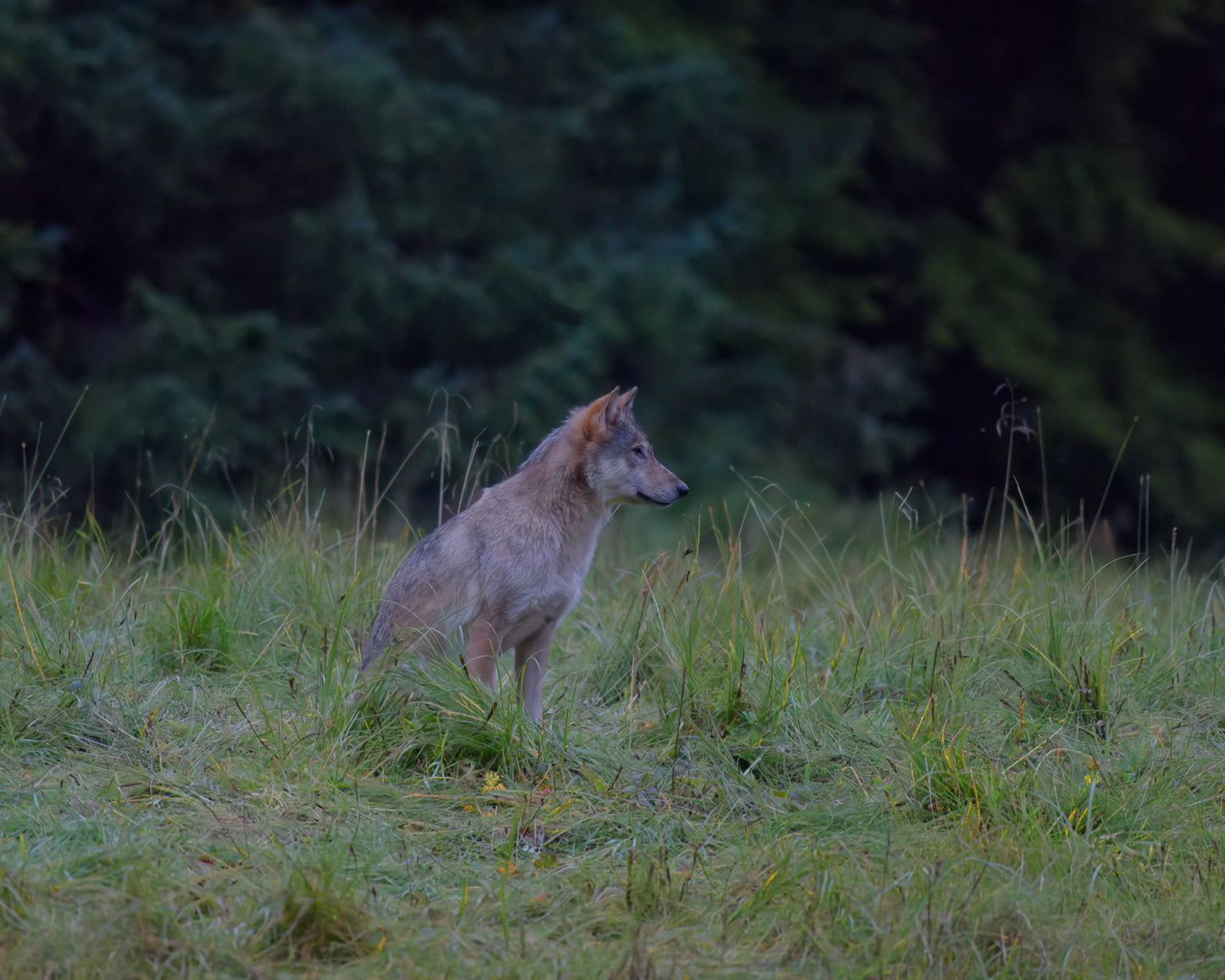 The Sea Wolves of the  Great Bear Rain Forest 9
