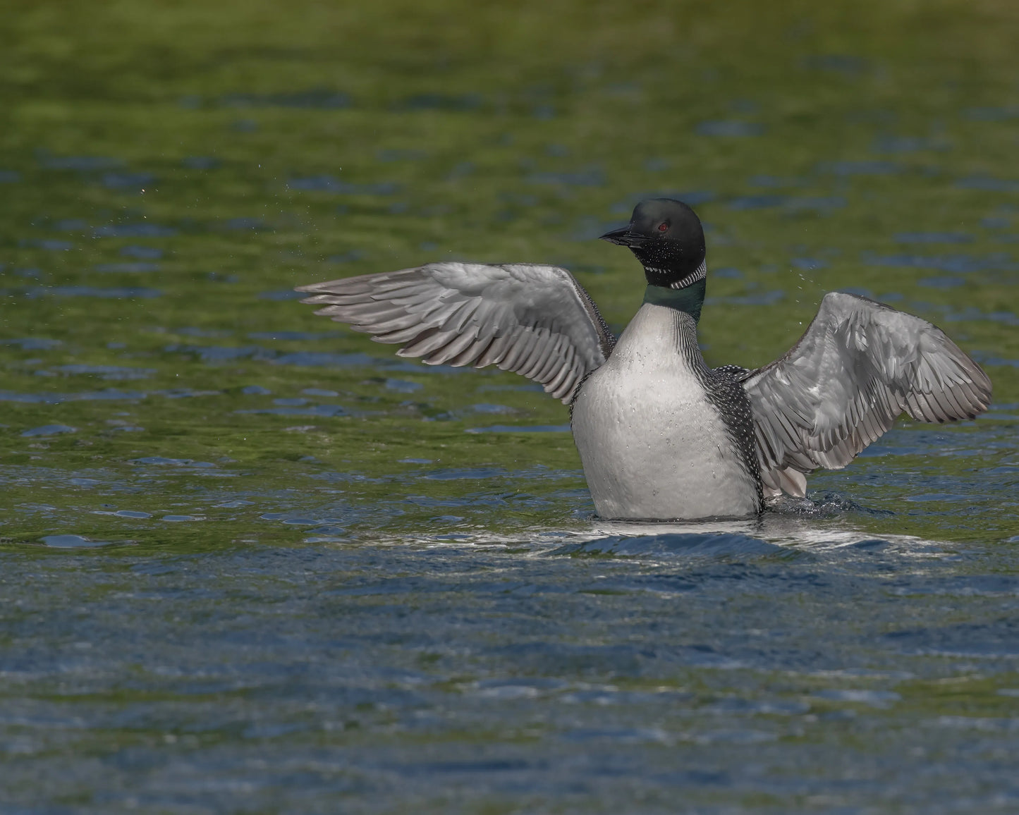 Common Loon Posturing captured in striking wildlife photography