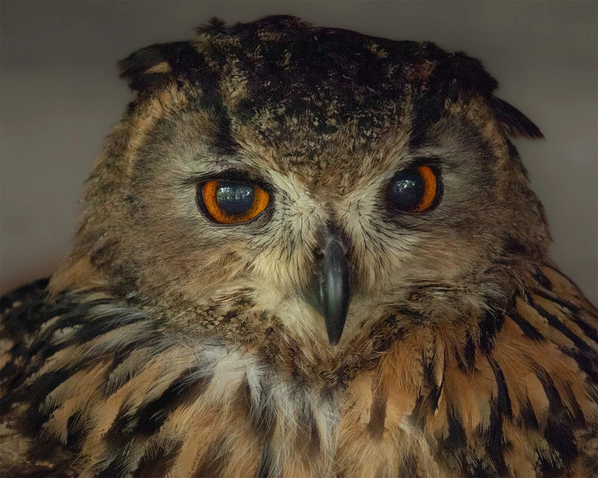 Eagle Owl in majestic bird photography