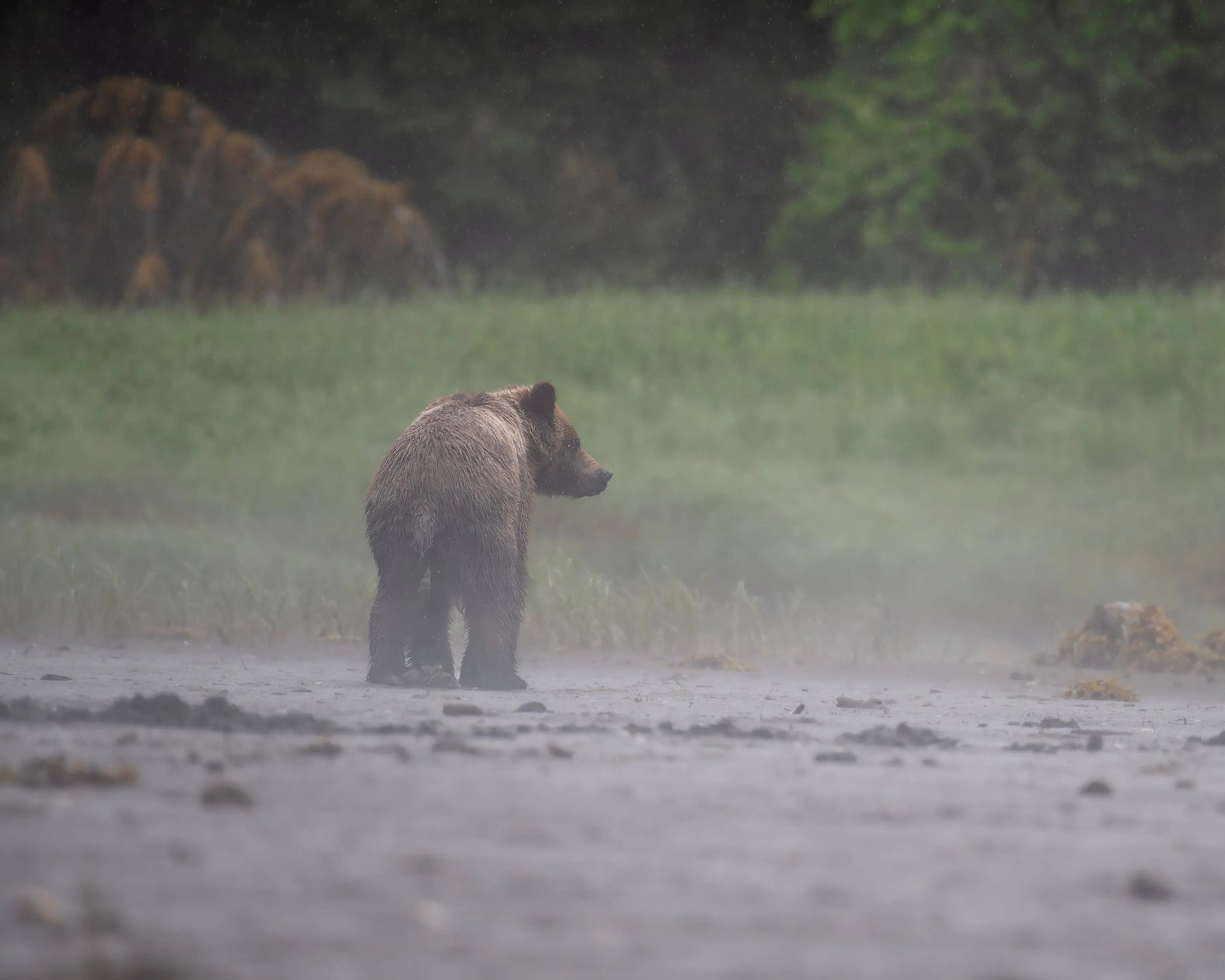 Grizzlie Bear 10 captured in vivid wildlife photography