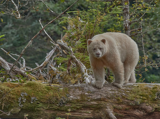 Kermodo Spirit Bear captured in distinctive wildlife photography