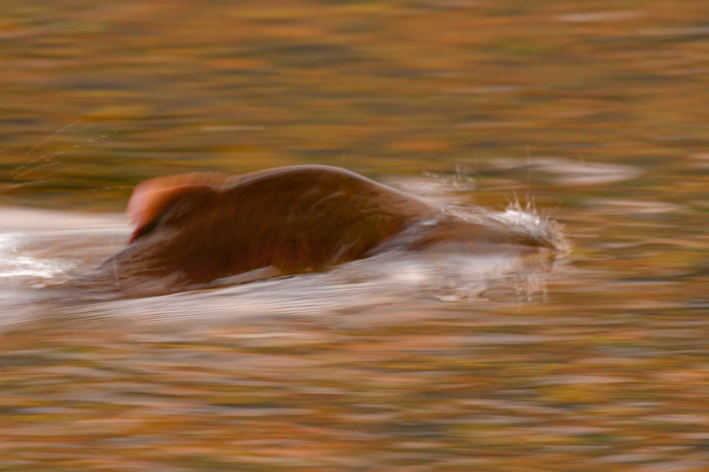 Salmon captured in dynamic wildlife photography
