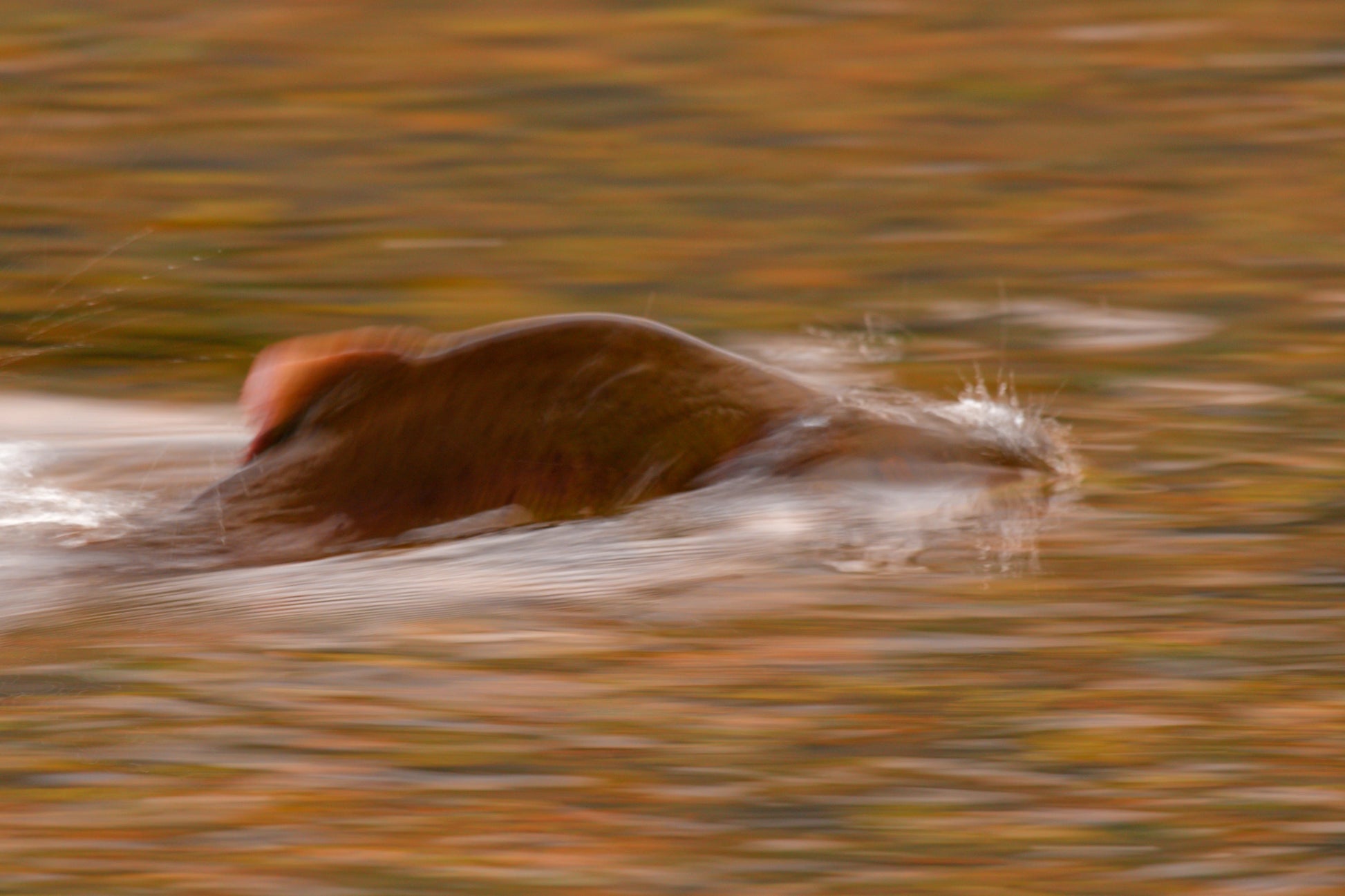 Salmon captured in dynamic wildlife photography
